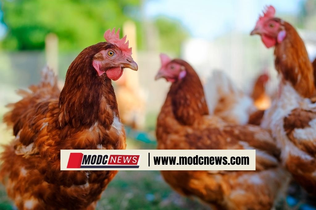 Hatua kwa Hatua Jinsi Ya Kutengeneza Chakula Cha Kuku wa Nyama 